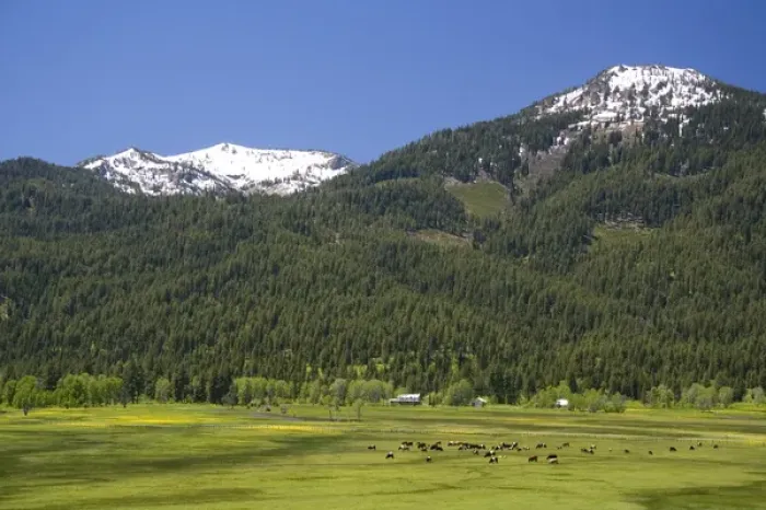 Framed Print : Cattle graze in a valley below Snowbank Mountain in Valley County, Idaho Framed Print : Cattle graze in a valley below Snowbank Mountain in Valley County, Idaho