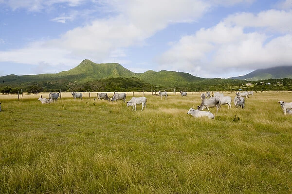 Cattle grazing on the savannahs of Windward Beach, Nevis