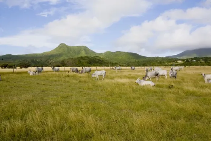 Framed Print : Cattle grazing on the savannahs of Windward Beach, Nevis Framed Print : Cattle grazing on the savannahs of Windward Beach, Nevis