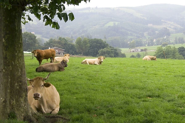 Cattle on rural farmland near the town of Solares, Cantabria, Spain