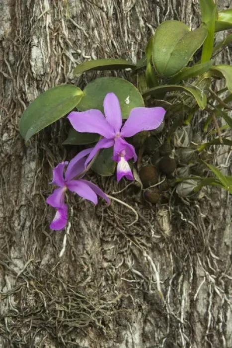 Framed Print : Cattleya nobilis Orchid, Northern Pantanal, Mato Grosso, Brazil