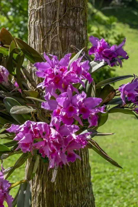 Framed Print : Cattleya Orchid