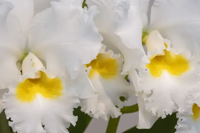 Framed Print : Cattleya orchid Framed Print : Cattleya orchid