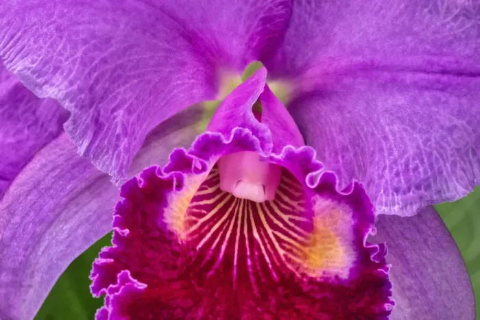 Framed Print : Cattleya orchid Framed Print : Cattleya orchid