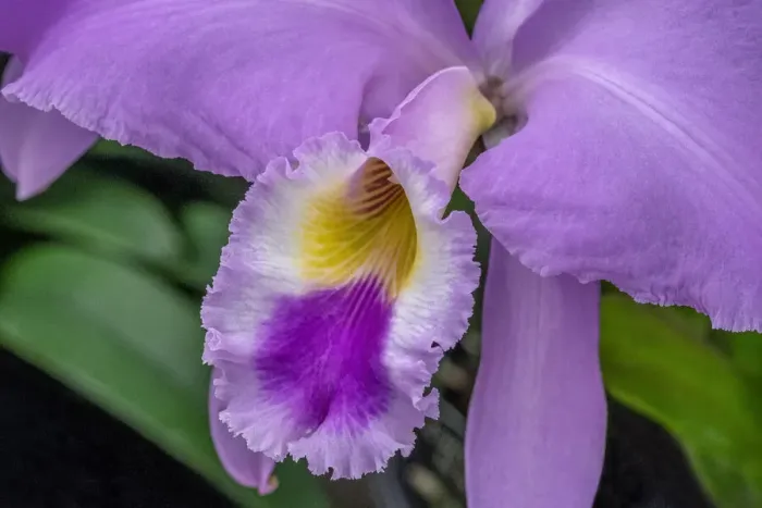 Framed Print : Cattleya Orchid