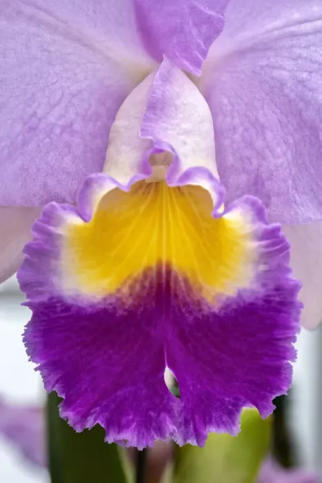 Framed Print : Cattleya orchid Framed Print : Cattleya orchid
