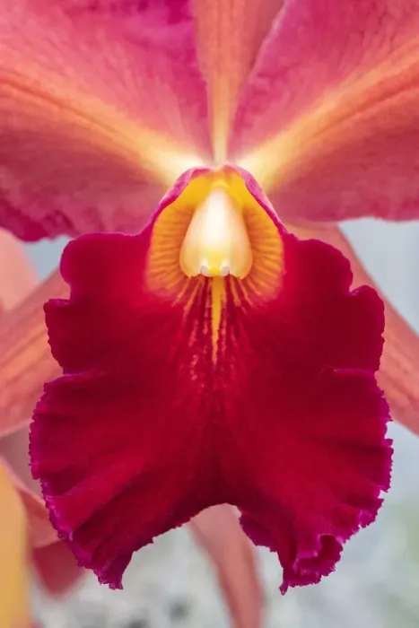 Framed Print : Cattleya orchid