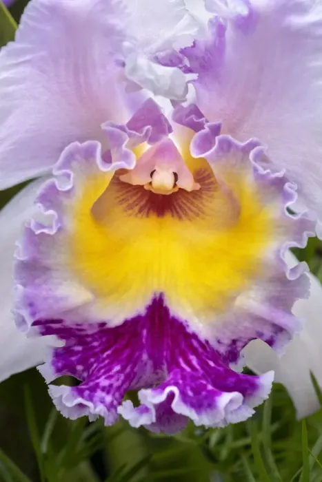 Framed Print : Cattleya orchid Framed Print : Cattleya orchid