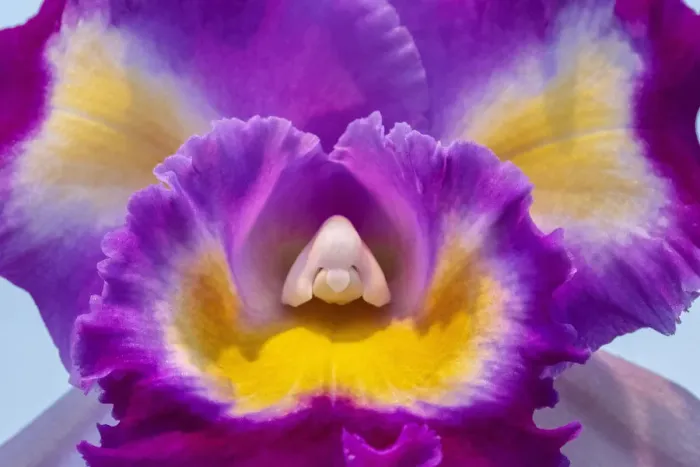 Framed Print : Cattleya orchid