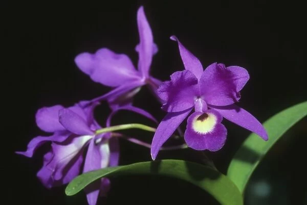 Cattleya Orchid, (Cattleya skinneri), National flower of Costa Rica, also known as Guaria Morada
