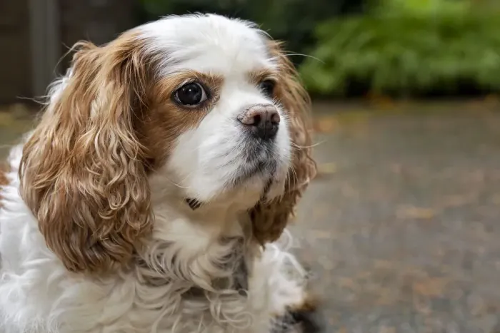 Framed Print : Cavalier King Charles Spaniel, on her driveway in Autumn. (PR)
