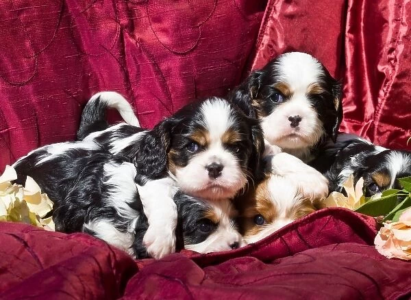 Five Cavalier King Charles Spaniel puppies in a pile with red fabric background