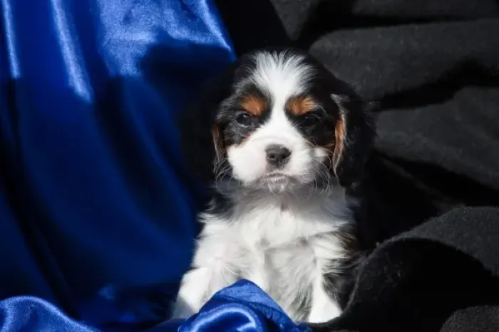 Framed Print : A Cavalier King Charles Spaniel puppy sitting with blue and black background Framed Print : A Cavalier King Charles Spaniel puppy sitting with blue and black background