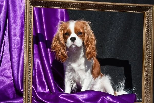 A Cavalier King Charles Spaniel sitting in a gold frame with a purple and black background