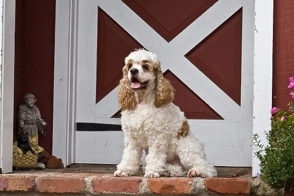A Cavalier King Charles Spaniel sitting on the front porch with a red and white door