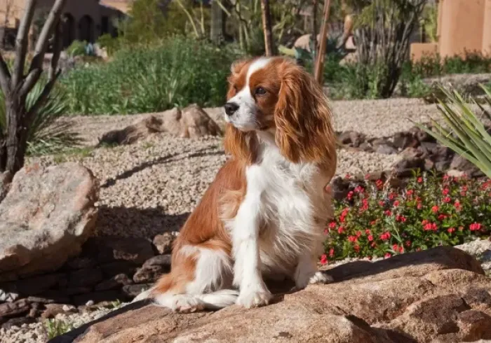 Framed Print : A Cavalier King Charles Spaniel sitting on a rock in a garden with wind blowing