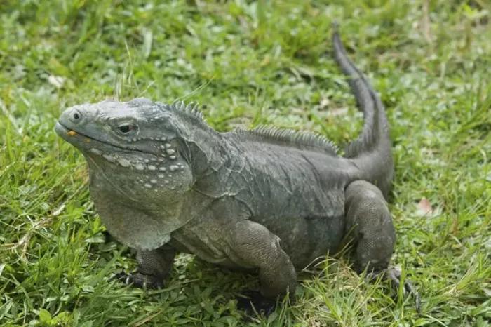 Framed Print : CAYMAN ISLANDS - GRAND CAYMAN - Frank Sound: Queen Elizabeth 2 Botanic Park - Iguana