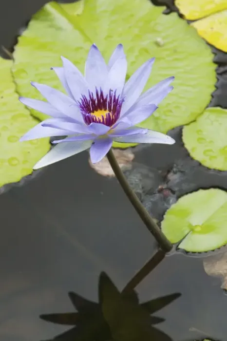Framed Print : CAYMAN ISLANDS - GRAND CAYMAN - Frank Sound: Queen Elizabeth 2 Botanic Park - Lilly Pond