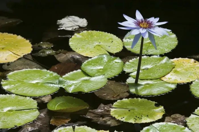 Framed Print : CAYMAN ISLANDS - GRAND CAYMAN - Frank Sound: Queen Elizabeth 2 Botanic Park - Lilly Pond
