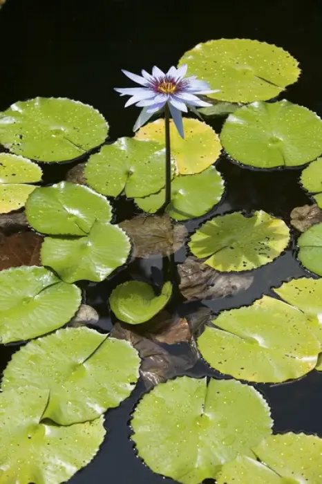 Framed Print : CAYMAN ISLANDS - GRAND CAYMAN - Frank Sound: Queen Elizabeth 2 Botanic Park - Lilly Pond