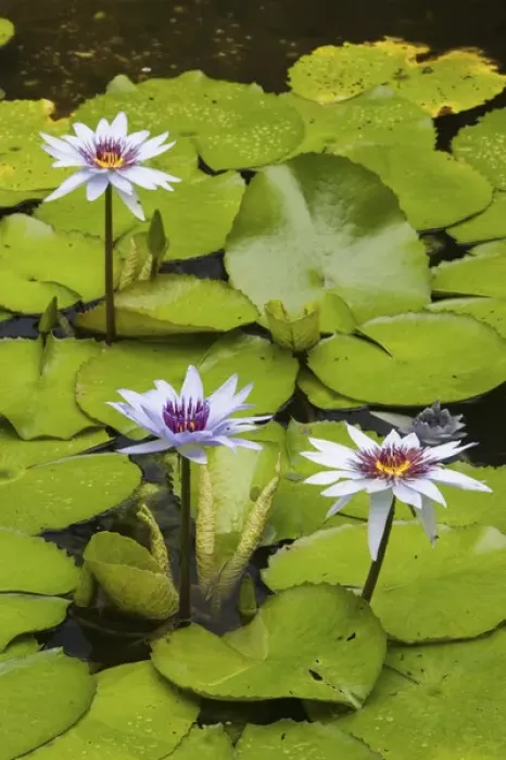 Framed Print : CAYMAN ISLANDS - GRAND CAYMAN - Frank Sound: Queen Elizabeth 2 Botanic Park - Lilly Pond Framed Print : CAYMAN ISLANDS - GRAND CAYMAN - Frank Sound: Queen Elizabeth 2 Botanic Park - Lilly Pond