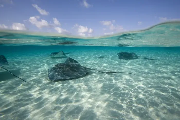 Framed Print : Cayman Islands, Grand Cayman Island, Underwater view of Southern Stingray (Dasyatis