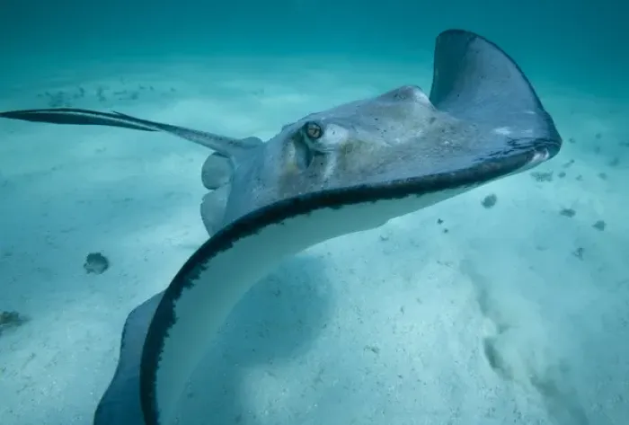 Framed Print : Cayman Islands, Grand Cayman Island, Underwater view of Southern Stingray (Dasyatis Framed Print : Cayman Islands, Grand Cayman Island, Underwater view of Southern Stingray (Dasyatis