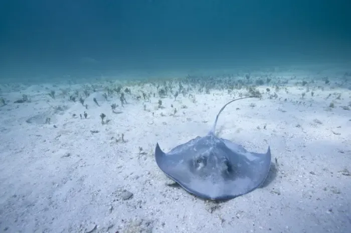 Framed Print : Cayman Islands, Grand Cayman Island, Underwater view of Southern Stingray (Dasyatis Framed Print : Cayman Islands, Grand Cayman Island, Underwater view of Southern Stingray (Dasyatis