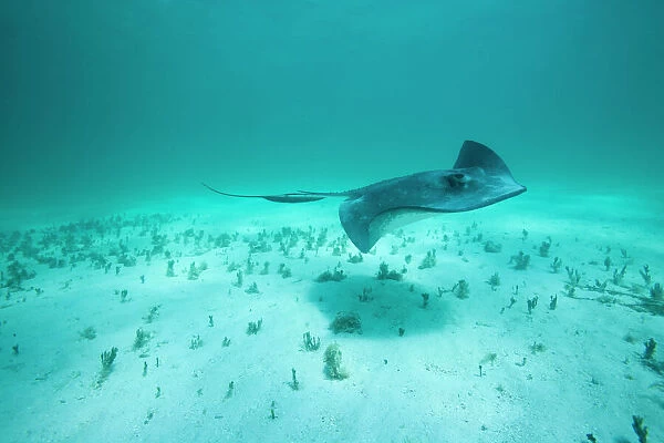 Cayman Islands, Grand Cayman Island, Underwater view of Southern Stingray (Dasyatis