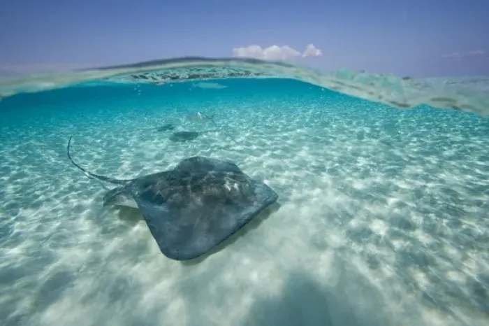 Framed Print : Cayman Islands, Grand Cayman Island, Underwater view of Southern Stingray (Dasyatis Framed Print : Cayman Islands, Grand Cayman Island, Underwater view of Southern Stingray (Dasyatis