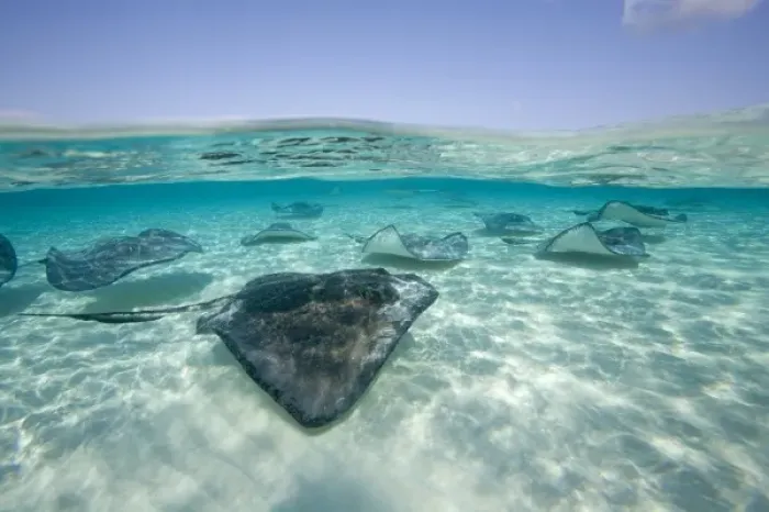 Framed Print : Cayman Islands, Grand Cayman Island, Underwater view of Southern Stingray (Dasyatis