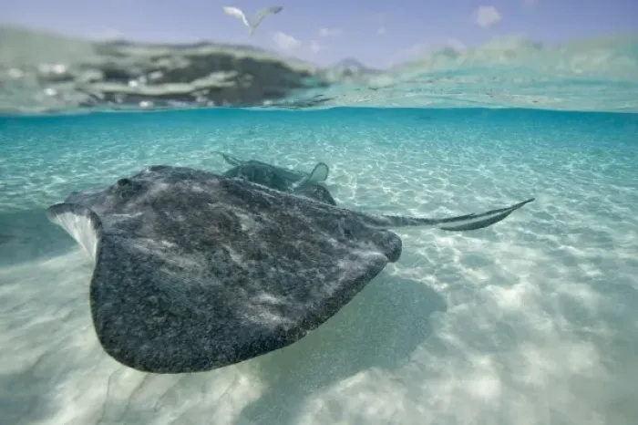 Framed Print : Cayman Islands, Grand Cayman Island, Underwater view of Southern Stingray (Dasyatis Framed Print : Cayman Islands, Grand Cayman Island, Underwater view of Southern Stingray (Dasyatis