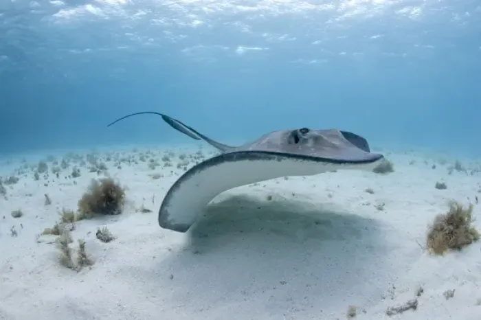 Framed Print : Cayman Islands, Grand Cayman Island, Underwater view of Southern Stingray (Dasyatis Framed Print : Cayman Islands, Grand Cayman Island, Underwater view of Southern Stingray (Dasyatis