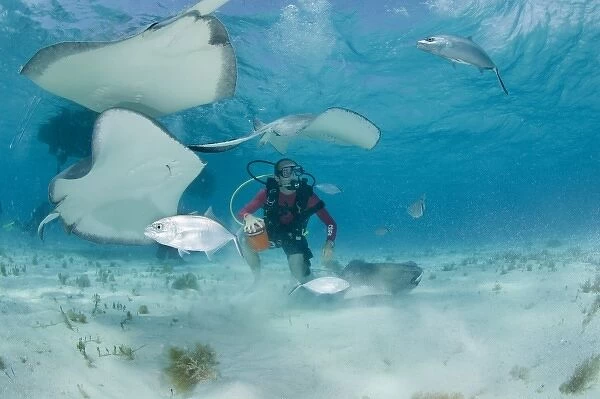 Cayman Islands, Grand Cayman Island, Underwater view of Scuba divers and Southern Stingray