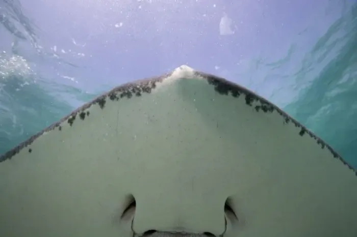 Framed Print : Cayman Islands, Grand Cayman Island, Underwater view of Southern Stingray (Dasyatis Framed Print : Cayman Islands, Grand Cayman Island, Underwater view of Southern Stingray (Dasyatis