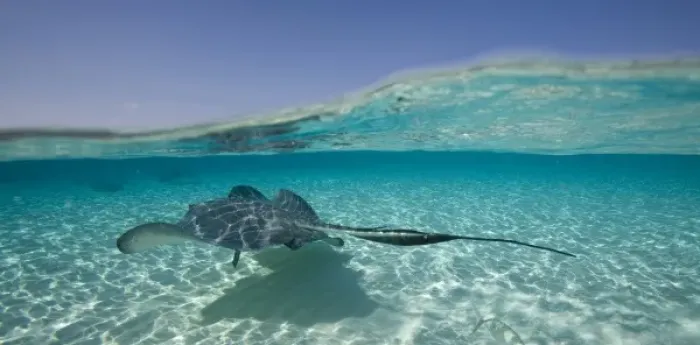 Framed Print : Cayman Islands, Grand Cayman Island, Underwater view of Southern Stingray (Dasyatis