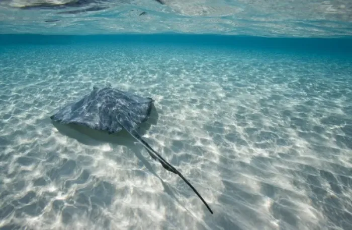 Framed Print : Cayman Islands, Grand Cayman Island, Underwater view of Southern Stingray (Dasyatis