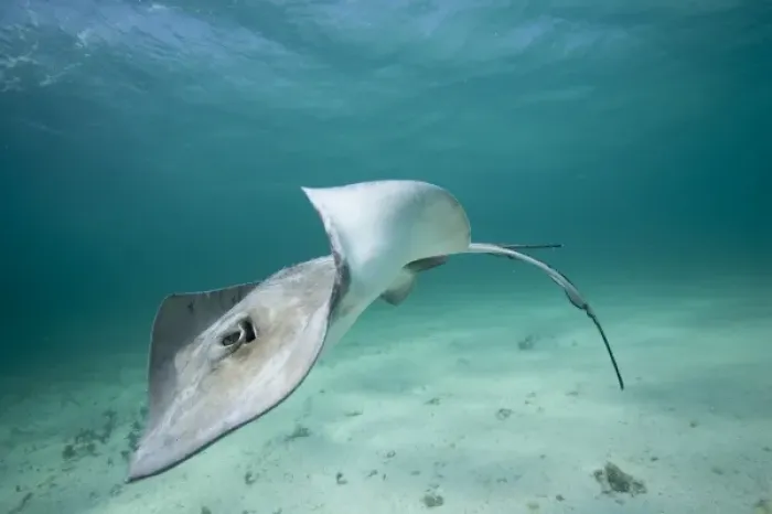 Framed Print : Cayman Islands, Grand Cayman Island, Underwater view of Southern Stingray (Dasyatis Framed Print : Cayman Islands, Grand Cayman Island, Underwater view of Southern Stingray (Dasyatis