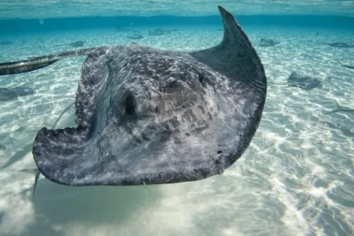 Framed Print : Cayman Islands, Grand Cayman Island, Underwater view of Southern Stingray (Dasyatis Framed Print : Cayman Islands, Grand Cayman Island, Underwater view of Southern Stingray (Dasyatis
