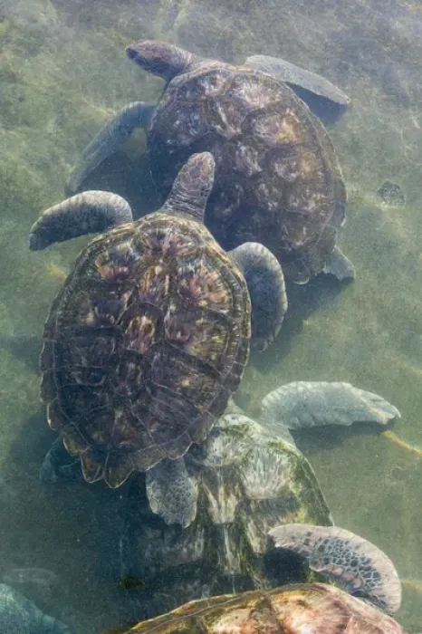 Framed Print : CAYMAN ISLANDS - GRAND CAYMAN - North Grand Cayman: Sea Turtles at the Island Sea