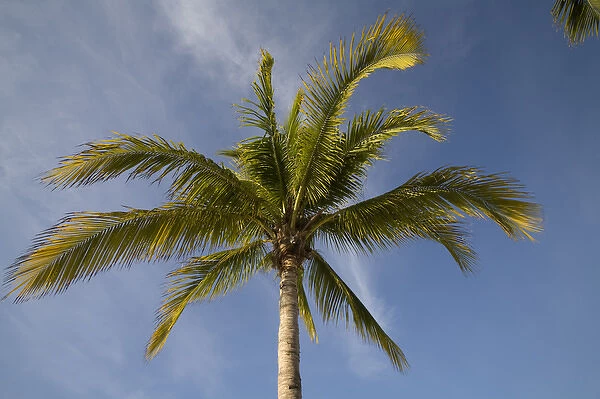 Cayman Islands, Little Cayman Island, Morning sun lights palm tree along white sand