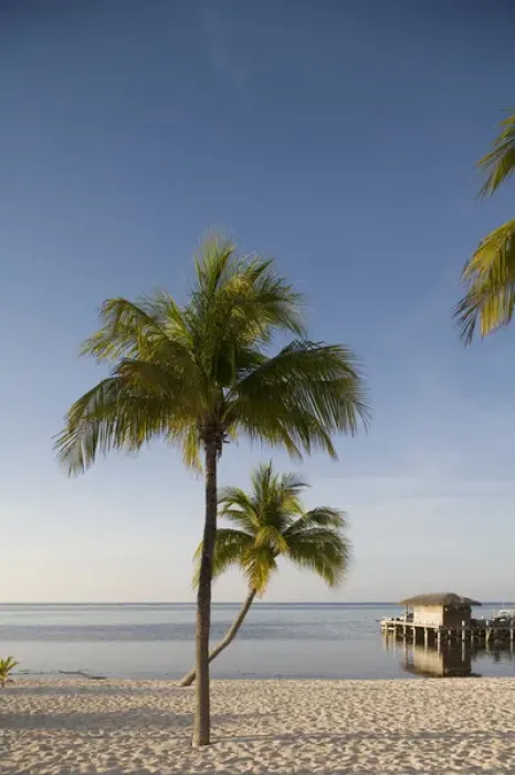 Framed Print : Cayman Islands, Little Cayman Island, Morning sun lights palm tree along white sand Framed Print : Cayman Islands, Little Cayman Island, Morning sun lights palm tree along white sand
