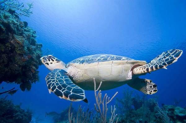 Cayman Islands, Little Cayman Island, Underwater view of Hawksbill Turtle (Eretmochelys