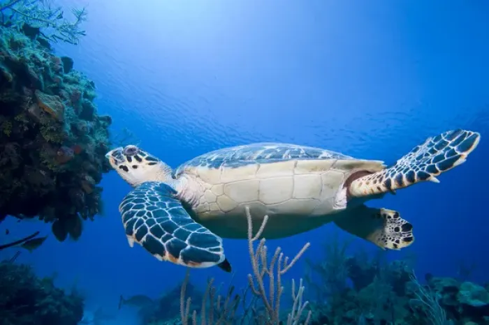 Framed Print : Cayman Islands, Little Cayman Island, Underwater view of Hawksbill Turtle (Eretmochelys Framed Print : Cayman Islands, Little Cayman Island, Underwater view of Hawksbill Turtle (Eretmochelys