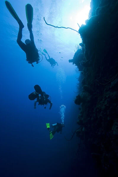 Cayman Islands, Little Cayman Island, Scuba divers swimming along Bloody Bay Wall