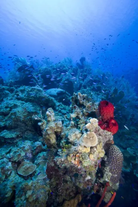 Framed Print : Cayman Islands, Little Cayman Island, Underwater view of Coral reef along Bloody Bay Wall