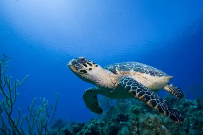 Framed Print : Cayman Islands, Little Cayman Island, Underwater view of Hawksbill Turtle (Eretmochelys