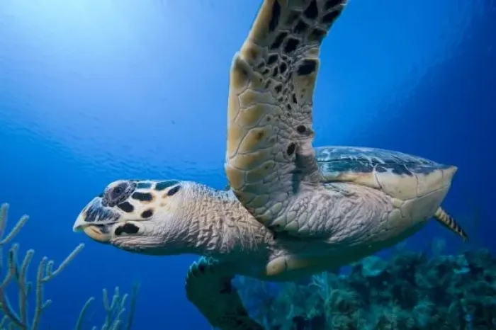 Framed Print : Cayman Islands, Little Cayman Island, Underwater view of Hawksbill Turtle (Eretmochelys