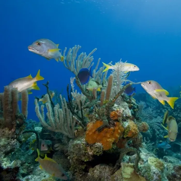 Framed Print : Cayman Islands, Little Cayman Island, Underwater view of Tropical fish swimming near