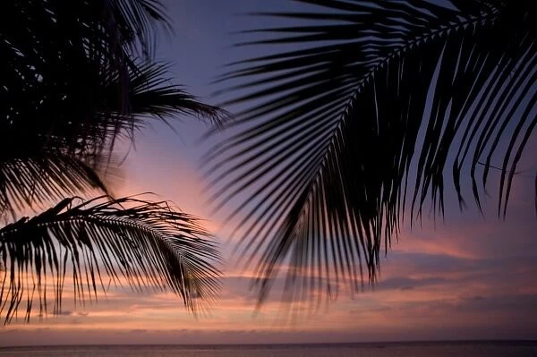 Cayman Islands, Little Cayman Island, Silhouette of palm trees as sunset lights clouds